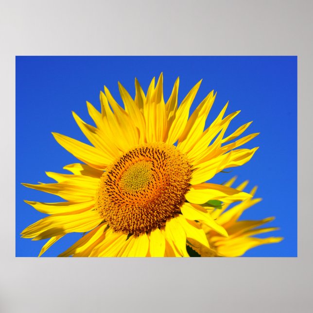 Póster Girassol (Frente)
