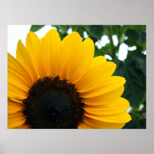 Poster Girassol