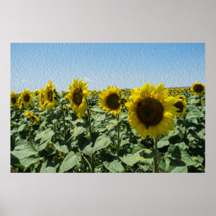 Poster Girassol