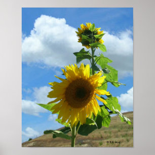 Poster - girassol