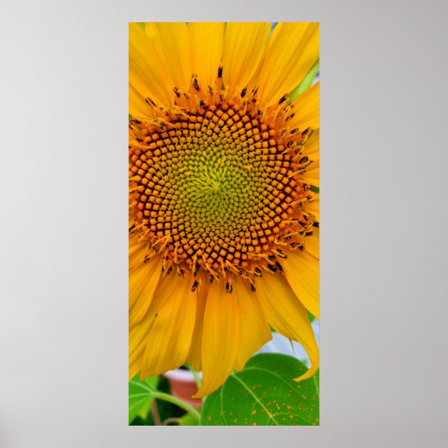 Poster Girassol (Frente)