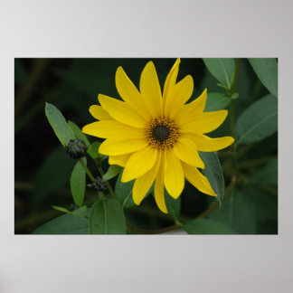 Póster Girassol