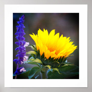 Poster Girassol Amarelo Brilhante Foto de Salvia Russa Ro