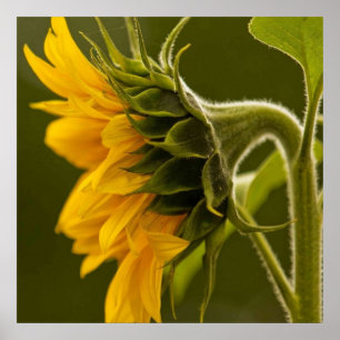 Poster Girassol amarelo macro