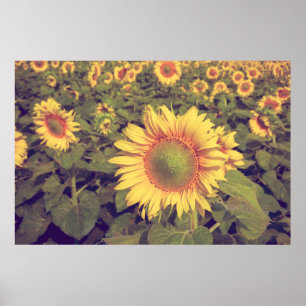 Poster Girassol com efeito de filtro retro estileag