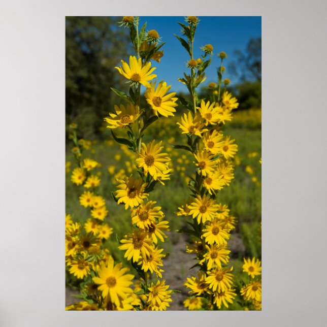 Poster Girassol de Maximilian (Helianthus Maximiliani) (Frente)