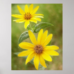 Poster Girassol de pradaria - maximilianii do Helianthus