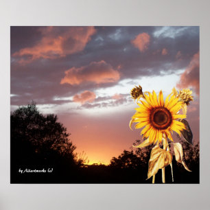POSTER GIRASSOL E PÔR DO SOL DE VERÃO ROSA