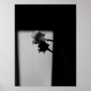Póster Girassol e Sombra - Fotografia Preta e Branca