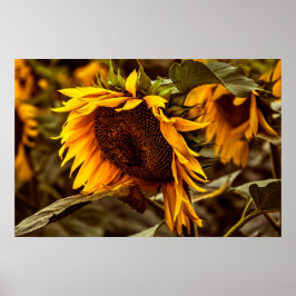 Poster Girassol Elegância