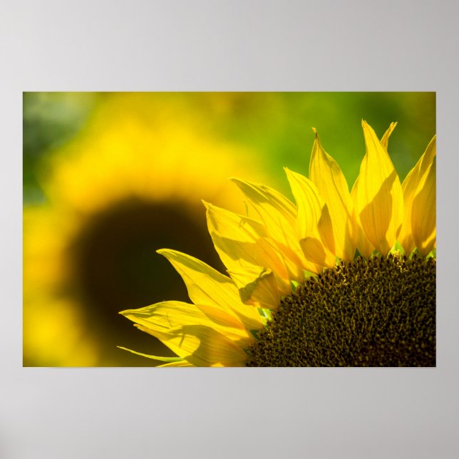 Poster Girassol Elegância (Frente)