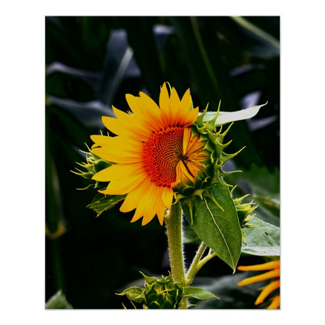 Póster Girassol em Espera (Frente)