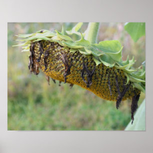 Póster Girassol esmaecido fecha