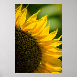 Poster Girassol Floral Fotografia Da Natureza