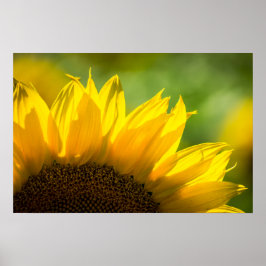 Poster Girassol Floral Fotografia Natureza