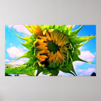 Poster Girassol florescente
