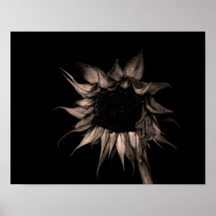 Póster Girassol - Fotografia de Belas Artes Sepia Legal 