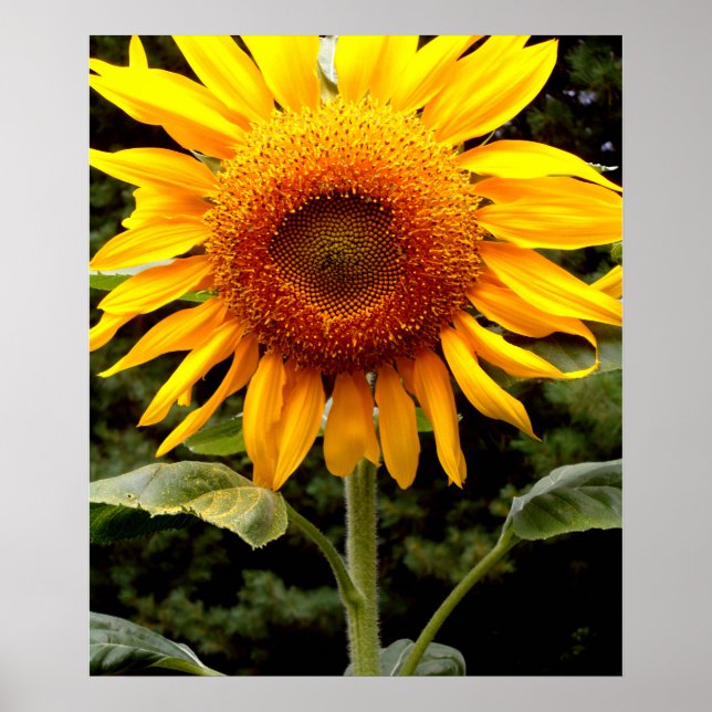 Poster Girassol gigante, flor amarela (Frente)