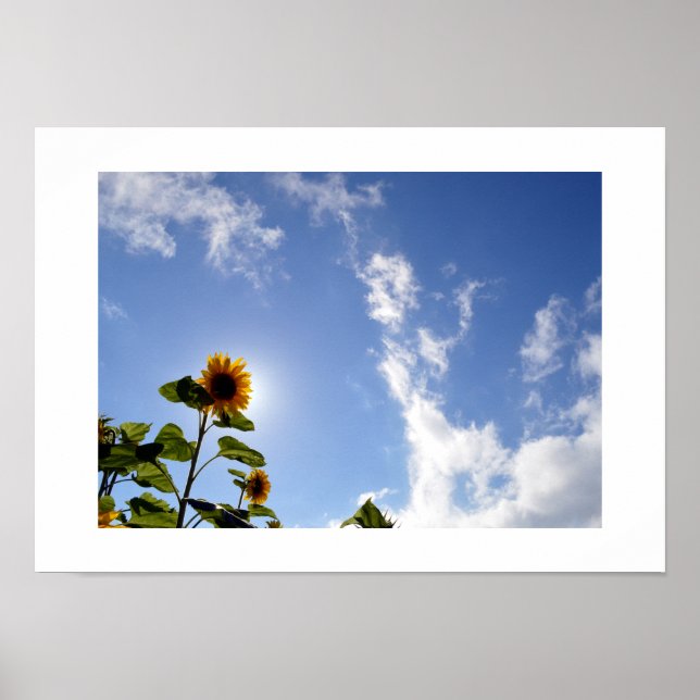 Poster Girassol & Luz do Sol (Frente)