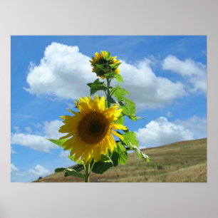 Poster - Girassol na colina (cavalo)