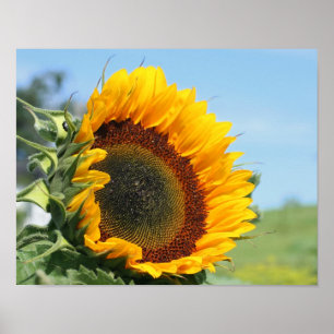 Póster Girassol na luz do sol floral
