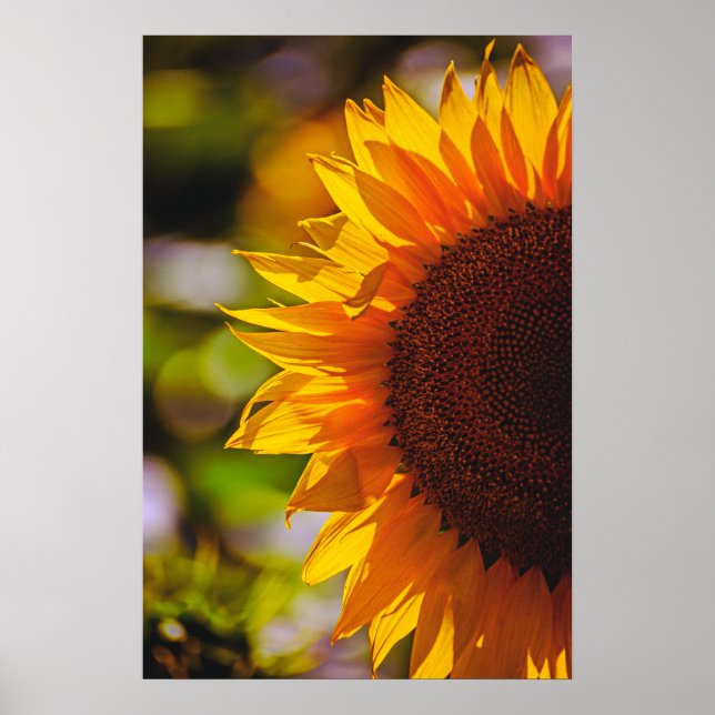 Poster Girassol no Campo Fotografia (Frente)