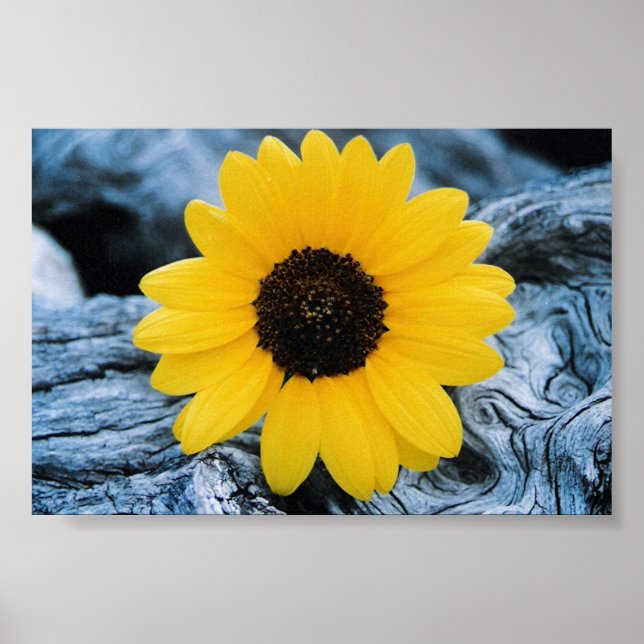 Poster Girassol no Log Burled (Frente)