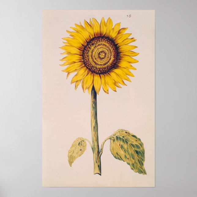 Poster Girassol ou Helianthus (Frente)
