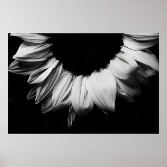 Poster Girassol Preto E Branco Zazzle Portugal
