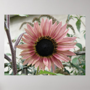 Poster Girassol Rosa Pálido