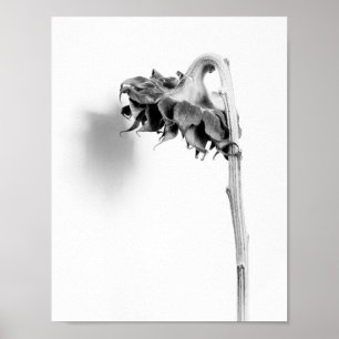 Poster Girassol, vida estática, preto e branco