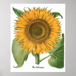 Póster Girassol Vintage por Basilius Besler