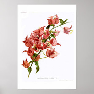 Póster Glabra de Bouganvillea