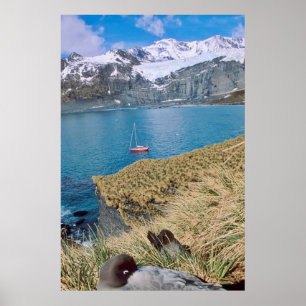 Poster Glaciers and sailing yacht in background