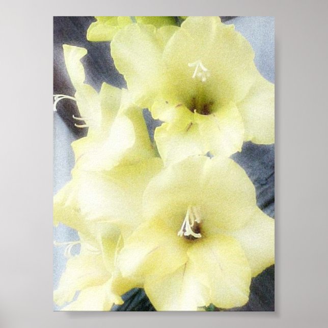 Póster Gladiolas Amarelo Suave (Frente)