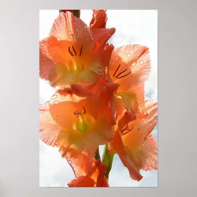 Póster Gladiolas transparente (Frente)
