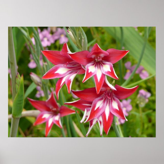 Póster Gladiolas Vermelhas e Brancas Verão Botânico (Frente)
