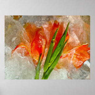 Poster Gladioli Forçado,