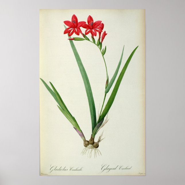 Póster Gladiolus Cardinalis, de Les Liliacees, 1805 (Frente)