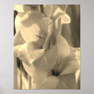 Poster Gladiolus Flor Sépia Tint Close (Fechar)
