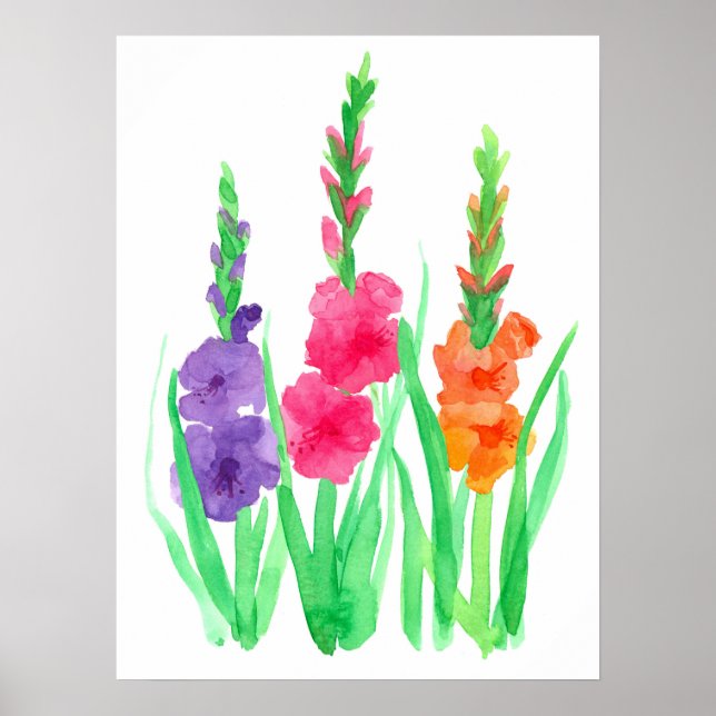 Poster Gladiolus Flores Púrpura Cor de Laranja Rosa (Frente)