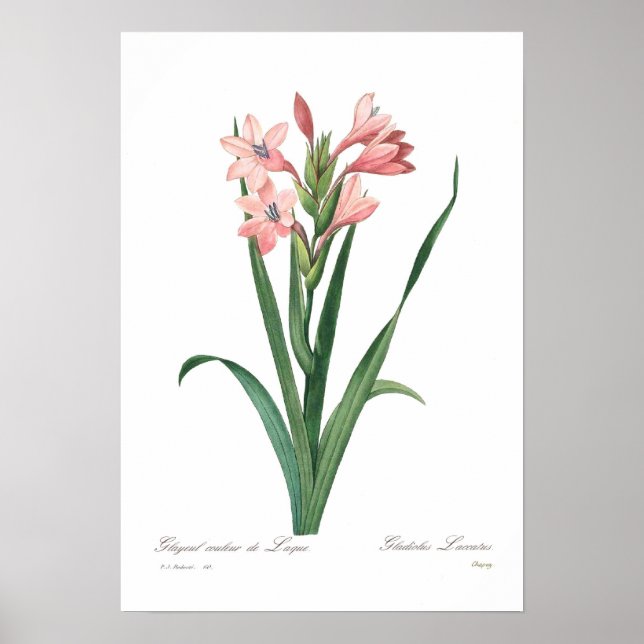 Póster Gladiolus laccatus (Frente)