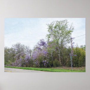 Poster Glícinia em Flor ao Longo de uma Estrada no Texas