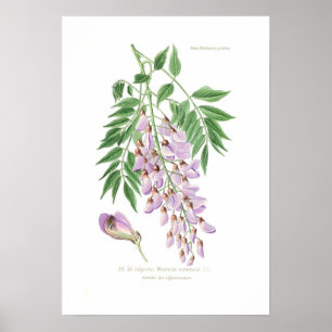 Póster Glicínias