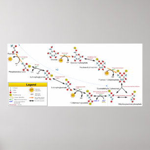 Poster Glicólise Visão Geral da Via Metabólica Diagrama