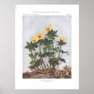 Poster Globeflower Americana - Trollius laxus