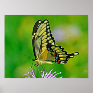 Poster Glória da Borboleta