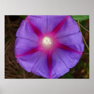 Póster Glória da Manhã