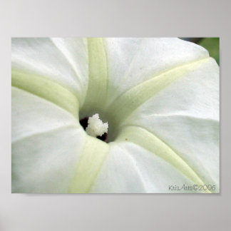 Poster Glória da Manhã