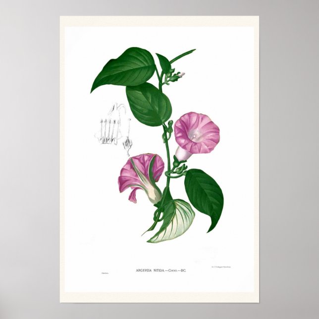 Póster Glória da manhã(Argyreia sp) (Frente)